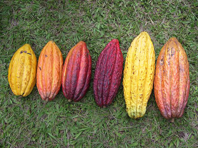 cacao venezolano